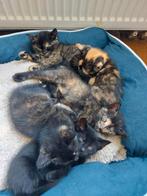 Lieve, mooie kittens, Poes