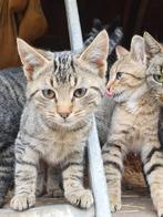Boerderij kittens, Dieren en Toebehoren, Katten en Kittens | Overige Katten, Kater, Kortharig, 0 tot 2 jaar