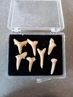 Tand haai fossiel tanden mineralen edelstenen klein doosje, Verzamelen, Mineralen en Fossielen, Ophalen of Verzenden