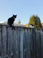 Kittens te koop, Dieren en Toebehoren, Meerdere dieren