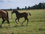 Veulens en twenters voor de spring- of eventingsport, Dieren en Toebehoren, Paarden, Meerdere dieren, 0 tot 2 jaar