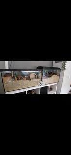Terrariums/hokken + dwerghamsters + heel veel toebehoren, Dieren en Toebehoren, Zo goed als nieuw, Ophalen, Minder dan 60 cm, Hok