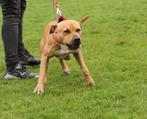 Pitbull terrier reu met ADBA stamboom, Particulier, 1 tot 2 jaar, Reu, Nederland