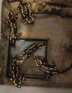 5 vuursalamanders inclusief bak, Dieren en Toebehoren, Reptielen en Amfibieën, Amfibie