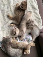 Kittens Kortharige Britse, Dieren en Toebehoren, Meerdere dieren