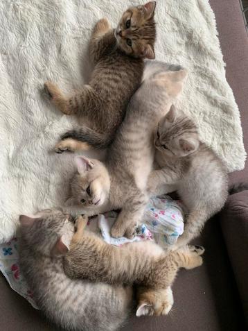 Kittens Kortharige Britse 2 stuks poezen beschikbaar voor biedingen
