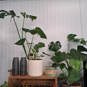 Monstera planten €7,50 beschikbaar voor biedingen