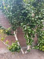 Camellia - ruim 2 meter hoog, Ophalen, Volle zon