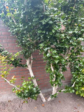 Camellia - ruim 2 meter hoog beschikbaar voor biedingen