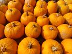 Pompoenen en kalebassen te koop voor decoratie of eetbaar, Ophalen, Nieuw