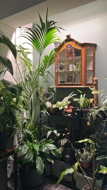 DIRECT OPHALEN - OPRUIMING DIVERSE PLANTEN EN TOEBEHOREN beschikbaar voor biedingen