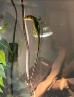 2 anolissen, Hagedis, 0 tot 2 jaar