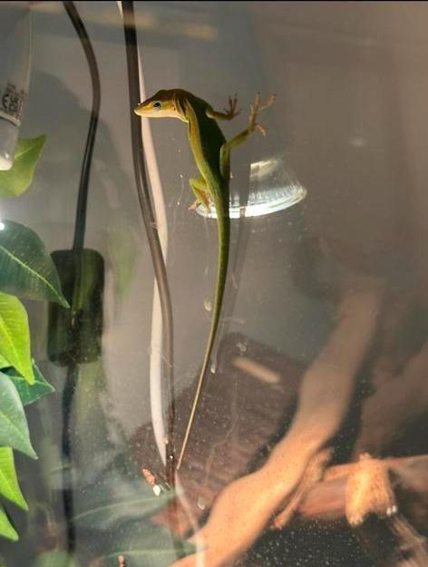 2 anolissen, Dieren en Toebehoren, Reptielen en Amfibieën, Hagedis, 0 tot 2 jaar