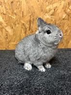 Kleurdwerg Chinchilla Man (dwergkonijn), Dieren en Toebehoren, Mannelijk, Dwerg, 0 tot 2 jaar