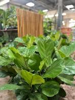 Ficus Lyrata Kamerplant, Huis en Inrichting, Ophalen, Ficus, Halfschaduw, In pot