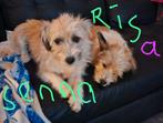 Lieve Risa en Senna wachten nog op u, Particulier, Rabiës (hondsdolheid), 1 tot 2 jaar, Buitenland