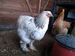 Brahma haan Columbia, Dieren en Toebehoren, Pluimvee, Mannelijk, Kip