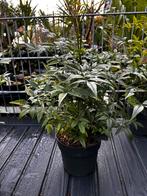 Hemelse bamboe (Nandina domestica), Ophalen, Bloeit niet, Overige soorten, Halfschaduw