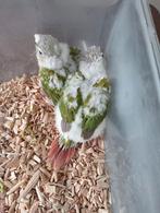 baby pyrrhura.s, Dieren en Toebehoren, Vogels | Parkieten en Papegaaien, Geslacht onbekend, Parkiet, Geringd