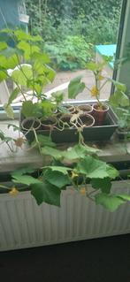 Komkommer planten, Ophalen, Zomer, Overige soorten, Volle zon