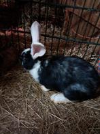 Konijn, Mannelijk, Groot