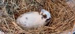 Diverse kleurdwergen voedsters en rammen, Dieren en Toebehoren, Konijnen, Meerdere dieren, Dwerg