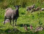 Gezocht gotland pelsschapen, Dieren en Toebehoren, Vrouwelijk, Schaap