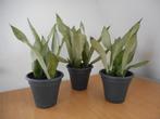 sanseveria moonshine, Ophalen of Verzenden, In pot, Halfschaduw, Minder dan 100 cm