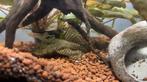 Ancistrus dolichopterus voor Aquarium, Dieren en Toebehoren, Vissen | Aquariumvissen, Vis
