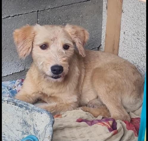 Benno zoekt baasje, Dieren en Toebehoren, Honden | Niet-rashonden, Middel, Reu, Particulier, Eén hond, Buitenland, 1 tot 2 jaar