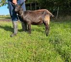 Dekbokken, Dieren en Toebehoren, Schapen, Geiten en Varkens, Mannelijk, Geit