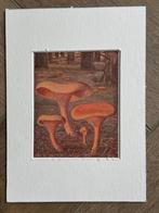 Cantharellus aurantiacus / Valse hanenkam 1932 steendruk, Antiek en Kunst, Kunst | Etsen en Gravures, Ophalen of Verzenden