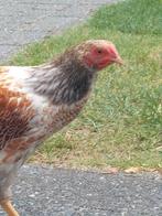 GRATIS Wyandotte haantje goud blauw gezoomd, Dieren en Toebehoren, Pluimvee, Mannelijk, Kip