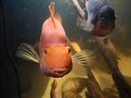 Blood parrot cichlide, Dieren en Toebehoren, Vissen | Aquariumvissen, Vis