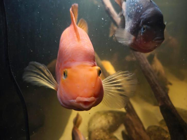 Blood parrot cichlide, Dieren en Toebehoren, Vissen | Aquariumvissen, Vis