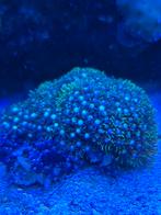 STERPOLIEP, Dieren en Toebehoren