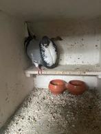 Mooie doffer, Mannelijk, Kropper