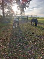 Paddock paradijs veldhoven