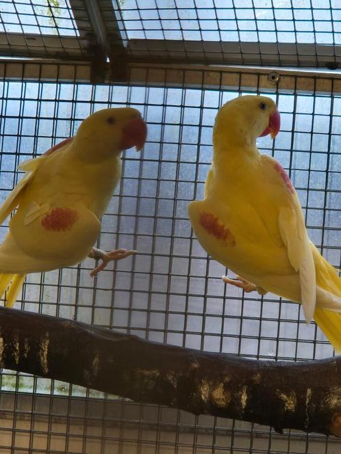 Grote Alexanders, Dieren en Toebehoren, Vogels | Parkieten en Papegaaien, Parkiet, Meerdere dieren, Geringd