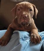 Old englishe bulldog kruising mogen 12 december weg !!!, CDV (hondenziekte), 8 tot 15 weken, Bulldog, Meerdere