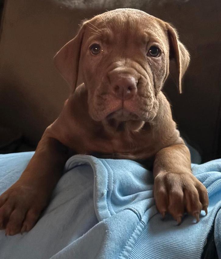 Old englishe bulldog kruising mogen 12 december weg !!!, Dieren en Toebehoren, Honden | Bulldogs, Pinschers en Molossers, Meerdere dieren