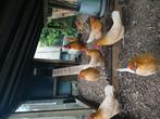 6  Friese hoender kippen te koop geelwitpel, Dieren en Toebehoren, Pluimvee, Meerdere dieren, Kip