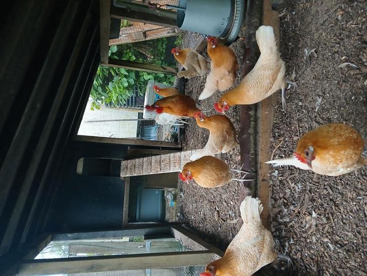 6  Friese hoender kippen te koop geelwitpel, Dieren en Toebehoren, Pluimvee, Kip, Meerdere dieren