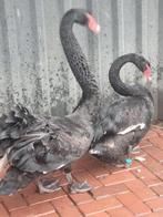 Zwarte zwaan vrouw  gezocht  broedrijp, Dieren en Toebehoren, Pluimvee