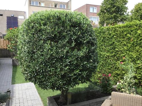 Olijfboom, Tuin en Terras, Planten | Bomen, Olijfboom, 100 tot 250 cm, Volle zon, Zomer, Ophalen