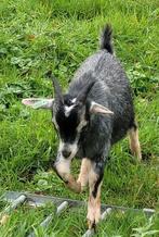 dwerggeit bokje en gecastreerd bokje, Dieren en Toebehoren, Schapen, Geiten en Varkens, Mannelijk, Geit, 0 tot 2 jaar
