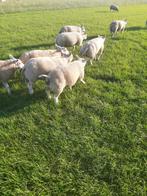 Te Koop zwoegervrij Dek ramlammeren, Dieren en Toebehoren, Schapen, Geiten en Varkens, Meerdere dieren, Schaap