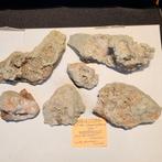 6 stuks Coelestien Winterswijk, Ophalen of Verzenden