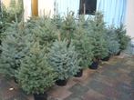 Kerstbomen Pungens glauca/blauwspar 30 -110 cm in Pot., Tuin en Terras, Planten | Bomen, Overige soorten, Minder dan 100 cm, Zomer