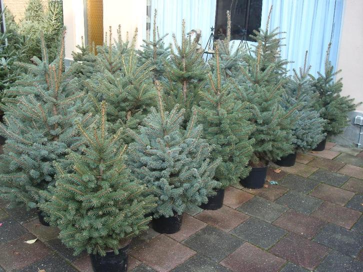 Kerstbomen Pungens glauca/blauwspar 30 -110 cm in Pot., Tuin en Terras, Planten | Bomen, Overige soorten, Minder dan 100 cm, Volle zon
